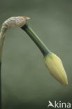 Pheasant’s-eye Daffodil (Narcissus poeticus)