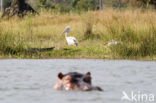 Roze Pelikaan (Pelecanus onocrotalus)