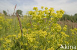 Wolfsmelk (Euphorbia spec.)