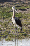 Woolly-necked stork (Ciconia episcopus)