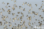 Eurasian Curlew (Numenius arquata) 