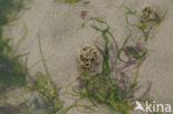 Blow lug (Arenicola marina)