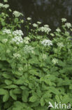 Ground-elder (Aegopodium podagraria)