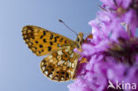 Zilveren maan (Boloria selene) 