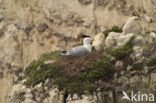 Herring Gull (Larus argentatus)