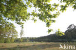 Common Oak