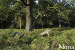 Common Oak
