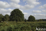 Zomereik (Quercus robur)