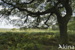 Common Oak