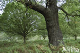 Common Oak