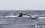 Southern right whale (Eubalaena australis)