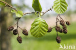 Zwarte els (Alnus glutinosa)