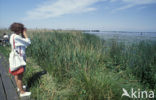 Black Tern (Chlidonias niger)