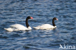 Black-necked Swan (Cygnus melancoryphus)