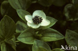 Zweedse kornoelje (Cornus suecica) 