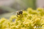 Fly (Eristalis sp.)