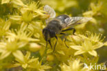 Fly (Eristalis sp.)