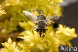 Fly (Eristalis sp.)