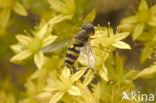 Fly (Syrphus spec.)