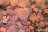 Strawberry Anemone (Corynactis californica)