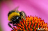 Aardhommel (Bombus terrestris)