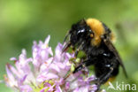 Buff-tailed bumblebee (Bombus terrestris)