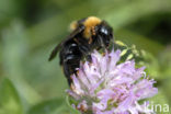Buff-tailed bumblebee (Bombus terrestris)