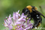 Buff-tailed bumblebee (Bombus terrestris)