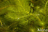 Aarvederkruid (Myriophyllum spicatum)