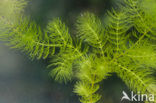 Aarvederkruid (Myriophyllum spicatum)