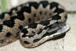 Lataste’s Viper (Vipera latastei) 