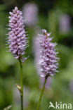 Adderwortel (Persicaria bistorta)