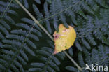 Western brackenfern (Pteridium aquilinum)