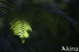 Western brackenfern (Pteridium aquilinum)