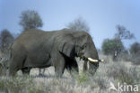 African elephant (Loxodonta africana) 