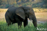 African elephant (Loxodonta africana) 