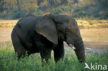 Afrikaanse olifant (Loxodonta africana) 