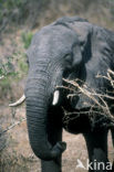 African elephant (Loxodonta africana) 