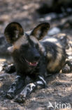 African wild dog (Lycaon pictus) 