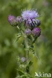 Creeping Thistle (Cirsium arvense)