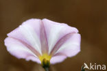 Akkerwinde (Convolvulus arvensis)