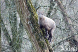 Alpen Steenbok (Capra ibex)