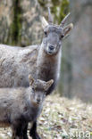 Alpen Steenbok (Capra ibex)