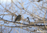 Alpenheggemus (Prunella collaris)