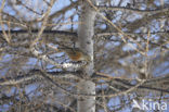 Alpenheggemus (Prunella collaris)