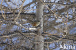 Alpenheggemus (Prunella collaris)