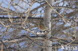 Alpenheggemus (Prunella collaris)