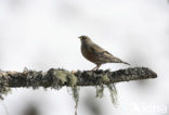 Alpine Accentor (Prunella collaris)