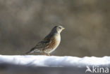 Alpenheggemus (Prunella collaris)