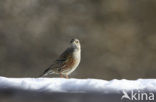 Alpine Accentor (Prunella collaris)